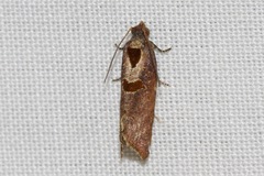 Glyphidoptera insignana