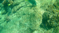 Stegastes rectifraenum