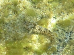 Parablennius tasmanianus