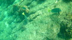 Stegastes rectifraenum