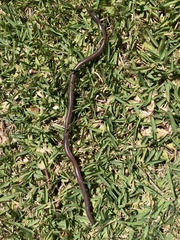 Typhlopidae