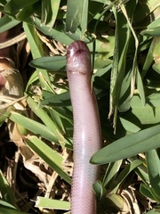 Typhlopidae