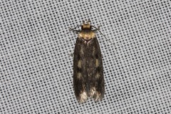 Hoplostega ochroma