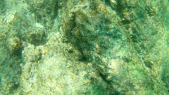 Stegastes flavilatus