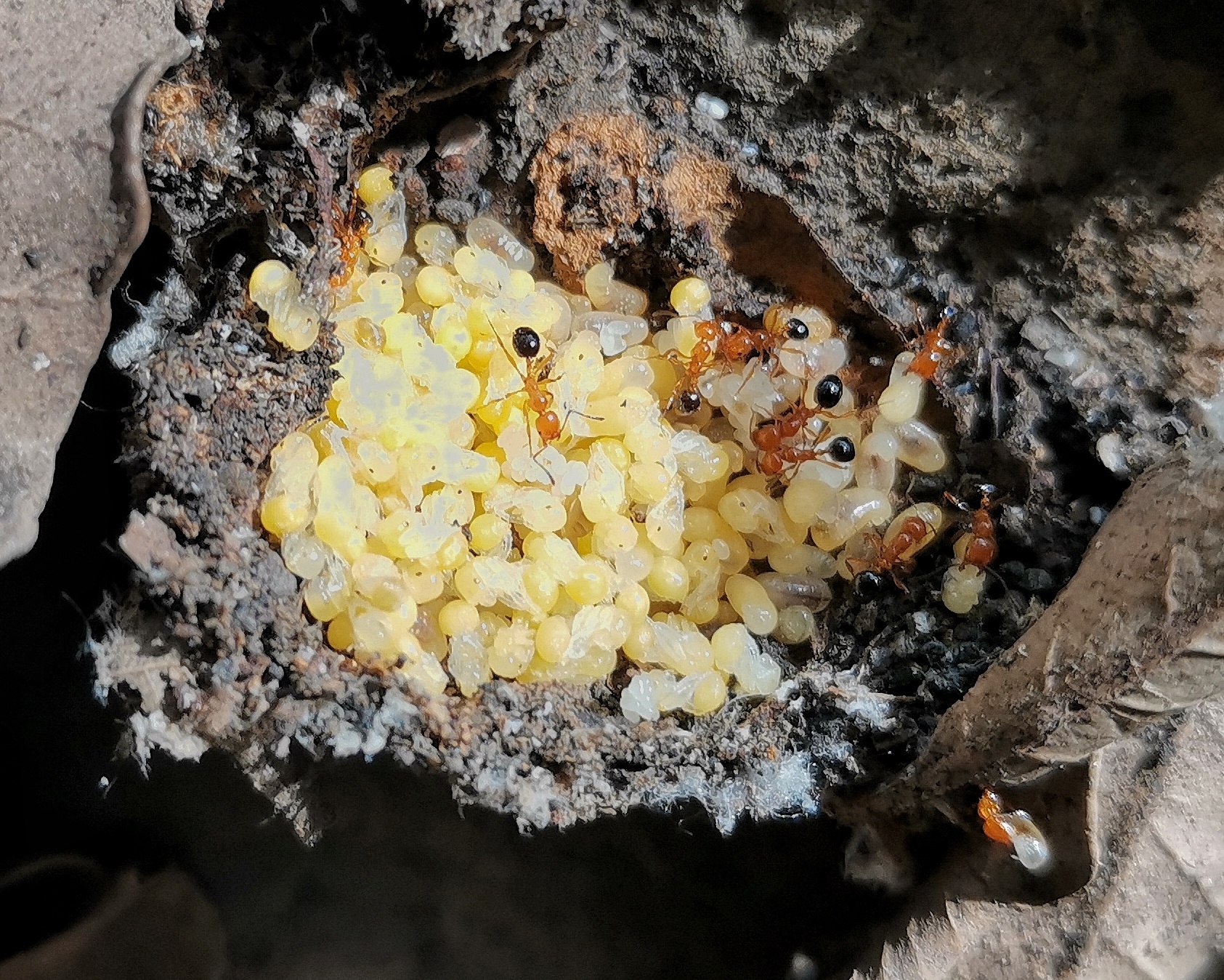 Monomorium chilense