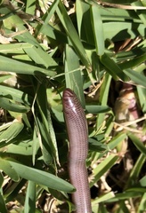 Typhlopidae