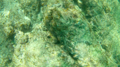 Stegastes flavilatus