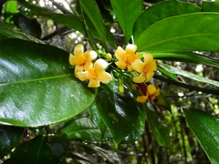 Fagraea gracilipes