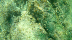 Stegastes flavilatus