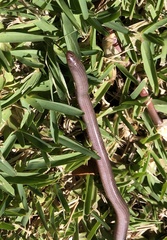 Typhlopidae