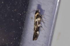 Macrobathra baliomitra