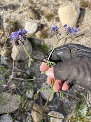Phacelia distans