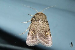 Proteuxoa tetronycha