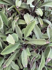 Salvia sonomensis