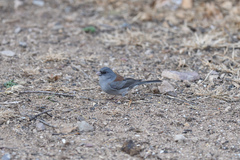 Junco hyemalis caniceps
