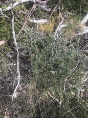 Grevillea diminuta