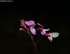 Desmodium molliculum