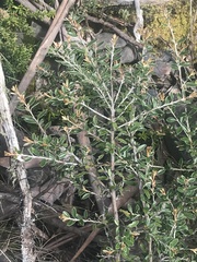 Grevillea diminuta