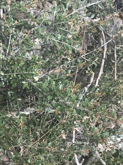 Grevillea diminuta
