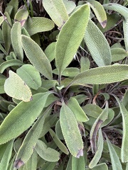 Salvia sonomensis