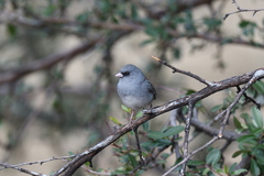 Junco hyemalis caniceps