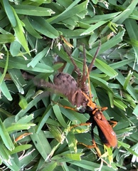 Cryptocheilus bicolor