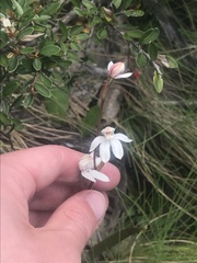 Caladenia alpina