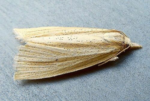 Epina alleni photo 3