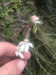 Caladenia alpina