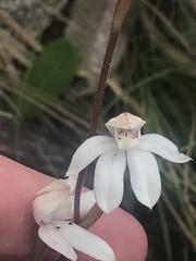 Caladenia alpina