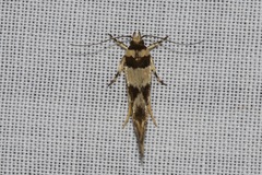 Macrobathra desmotoma