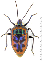 Tetrarthria variegata