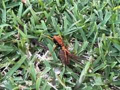 Cryptocheilus bicolor