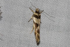 Macrobathra desmotoma