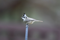 Baeolophus wollweberi