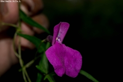 Phaseolus polymorphus