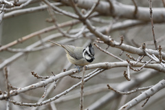 Baeolophus wollweberi