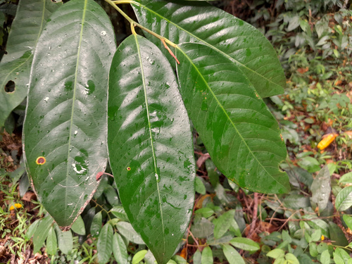 Myristica globosa (Myristica globosa)
