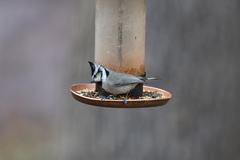 Baeolophus wollweberi