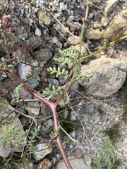 Phacelia distans