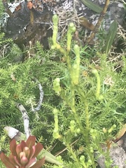 Austrolycopodium fastigiatum