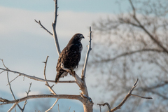 Buteo jamaicensis harlani