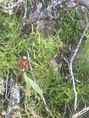Austrolycopodium fastigiatum