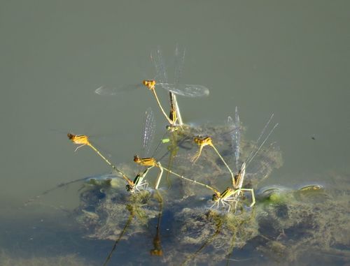 Orange Bluet