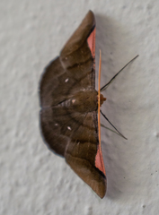 Sphacelodes vulneraria