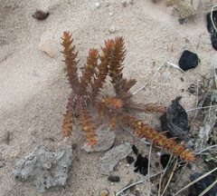 Crassula lanceolata
