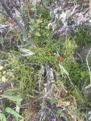 Austrolycopodium fastigiatum