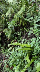 Asplenium scolopendrium