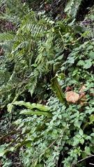Asplenium scolopendrium