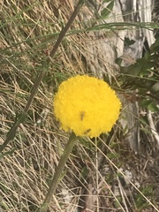 Craspedia aurantia jamesii